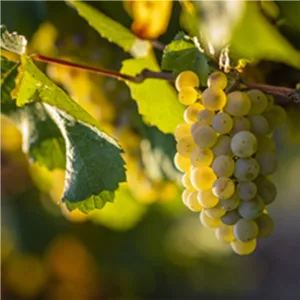 chardonnay