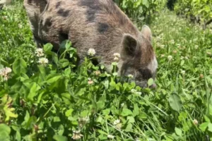 cochon raphael chopin