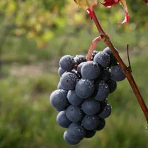 gamay