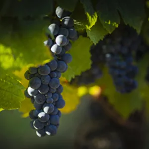 pinot noir